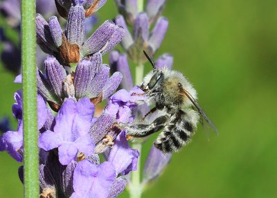 .rtagrdsbi   Anthophora quadrimaculata