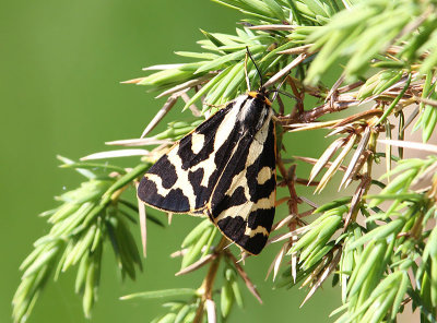 Wood Tiger  Mindre igelkottspinnare  (Parasemia plantaginis)