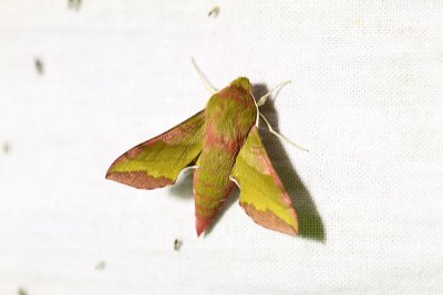 Small Elephant Hawk-moth  Liten snabelsvrmare  (Pergesa porcellus)