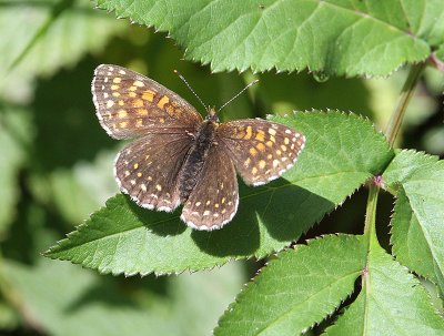 Sotntfjril  (Melitaea diamina)