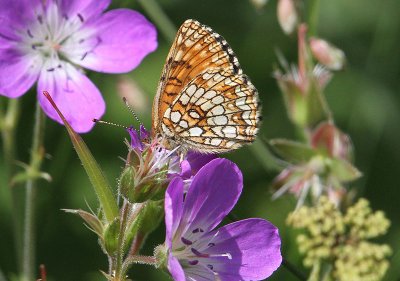 Sotntfjril  (Melitaea diamina)