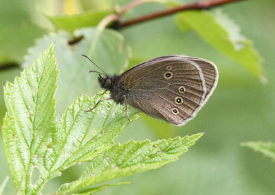 Luktgrsfjril  (Aphantopus hyperantus)