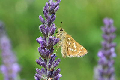 Silversmygare  (Hesperia comma)