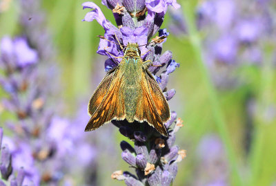 Silversmygare  (Hesperia comma)