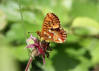 Myrprlemorfjril  (Boloria aquilonaris)