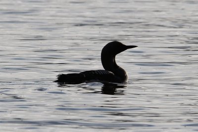 Black-throated Loon Storlom (Gavia arctica)