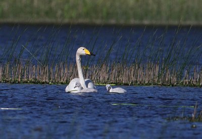Wooper Swan Sångsvan (Cygnus cygnus)
