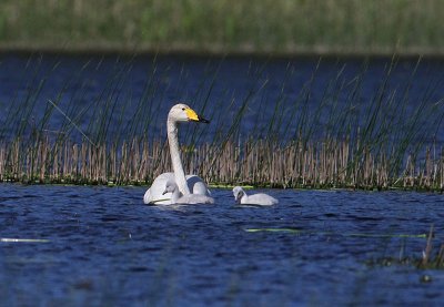 Wooper Swan  Sngsvan  (Cygnus cygnus)