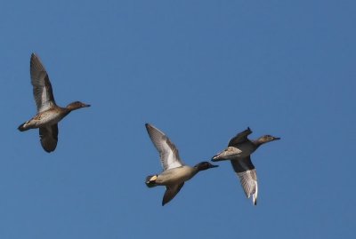 Common Teal Kricka (Anas crecca)