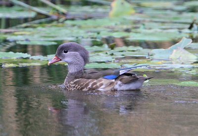 Mandarin Duck  Mandarinand  (Aix galericulata) 2011