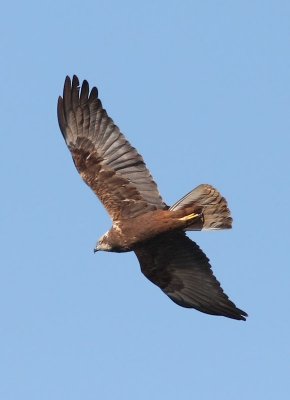 Western Marsh Harrier  Brun krrhk  (Circus aeruginosus)