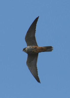 Eurasian Hobby  Lrkfalk  (Falco subbuteo)