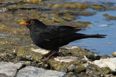 Common Blackbird  Koltrast  (Turdus merula)