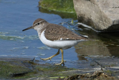 Common Sandpiper  Drillsnppa  (Actitis hypoleucos)