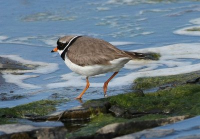 Common Ringed Plover  Strre strandpipare  (Charadrius hiaticula)