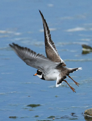 Common Ringed Plover  Strre strandpipare  (Charadrius hiaticula)