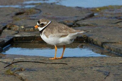 Common Ringed Plover  Strre strandpipare  (Charadrius hiaticula)
