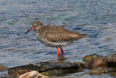 Common Redshank  Rdbena  (Tringa totanus)