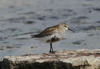 Dunlin  Krrsnppa  (Calidris alpina)