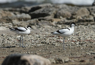Pied Avocet  Skrflcka  (Recurvirostra avosetta)