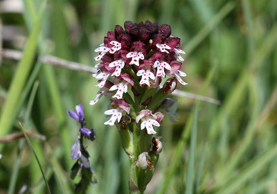 Krutbrnnare  (Orchis ustulata)