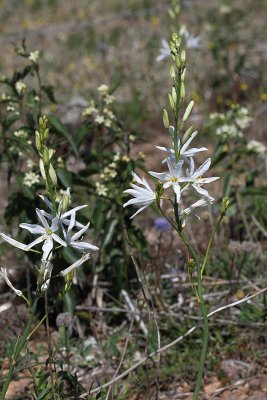 Stor sandlilja  (Anthericum liliago)