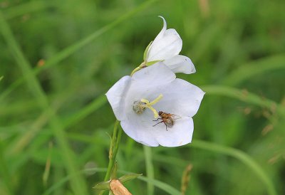Stor blklocka  (Campanula persicifolia)