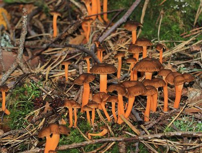Trattkantarell  (Craterellus tubaeformis)