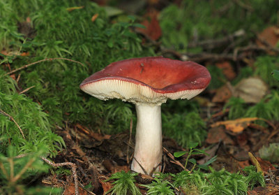 g4/55/750355/3/137976167.caiUkymd.jpg