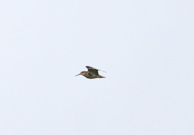 Jack Snipe  Dvrgbeckasin  (Lymnocryptes minimus)