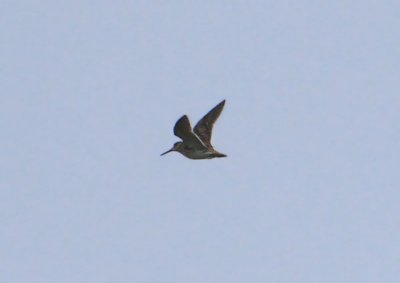 Jack Snipe  Dvrgbeckasin  ( Lymnocryptes minimus)