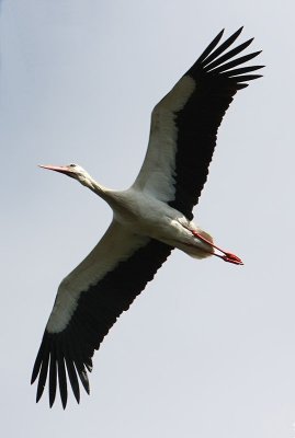 White Stork  Vit stork  (Ciconia ciconia)