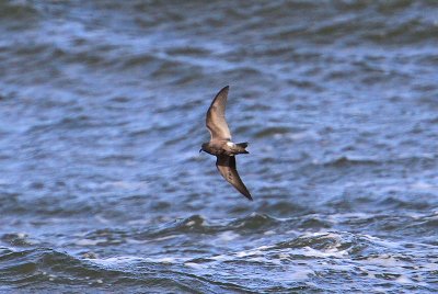 Leach's Storm-petrel  Klykstjrtad stormsvala  (Oceanodroma leucorhoa)