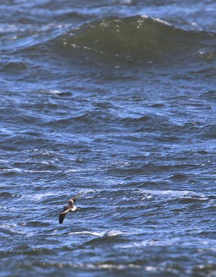 Leach's Storm-petrel  Klykstjrtad stormsvala  (Oceanodroma leucorhoa)