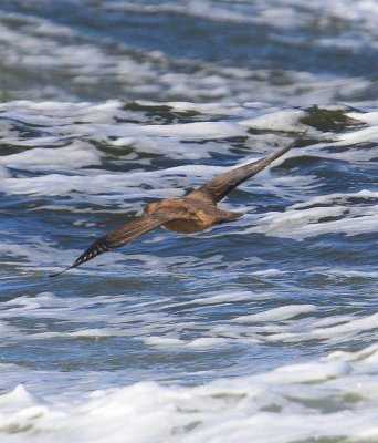 Great Skua  Storlabb  (Catharacta skua)