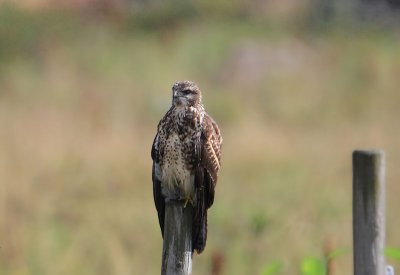 Common Buzzard  Ormvrk  (Buteo buteo)