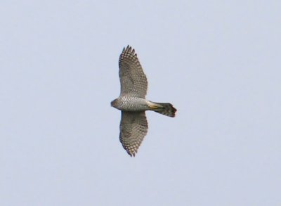 Northern Goshawk  Duvhk  (Accipiter gentilis)