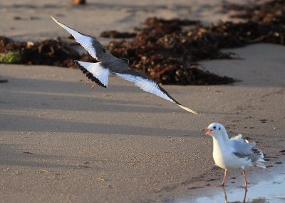 Sabine's Gull Tärnmås (Larus sabini)