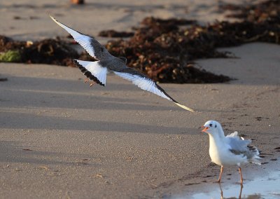 Sabine's Gull  Trnms  (Larus sabini)