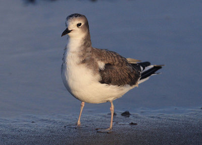 Sabine's Gull  Trnms  (Larus sabini)