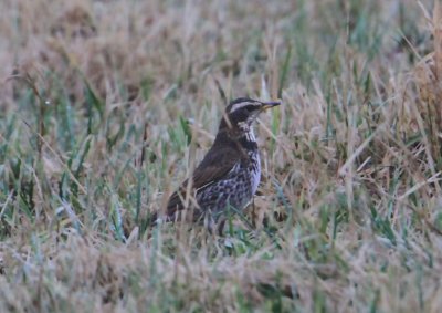 Dusky Thrush  Bruntrast  (Turdus naumanni)