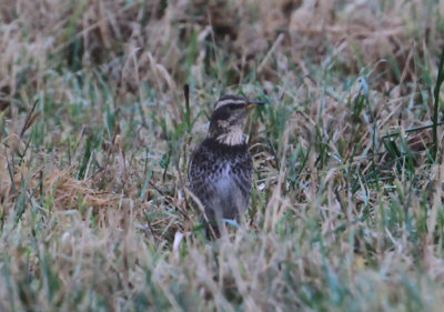 Dusky Thrush  Bruntrast  (Turdus naumanni)