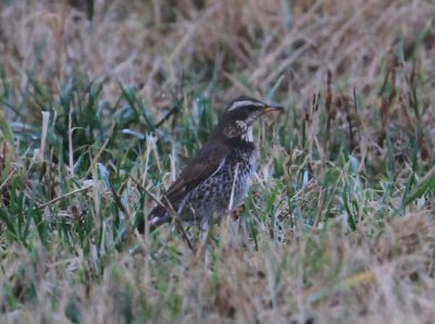 Dusky Thrush Bruntrast (Turdus naumanni)