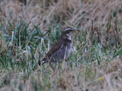 Dusky Thrush  Bruntrast  (Turdus naumanni)