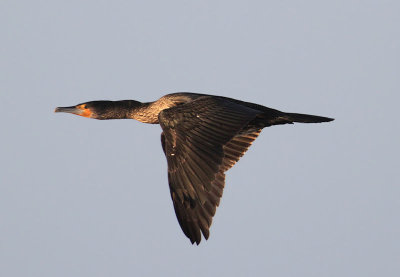 Great Cormorant  Storskarv  (Phalacrocorax carbo)