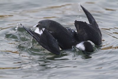 Little Auk Alkekung (Alle alle)