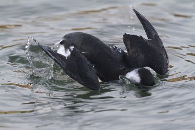 Little Auk  Alkekung  (Alle alle)