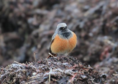 Eastern Black Redstart  stlig Svart rdstjrt  (Phoenicurus ochruros phoenicuroides)