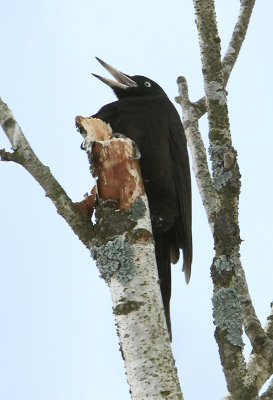 Black Woodpecker  Spillkrka  (Dryocopus martius)