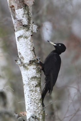 Black Woodpecker  Spillkrka  (Dryocopus martius)